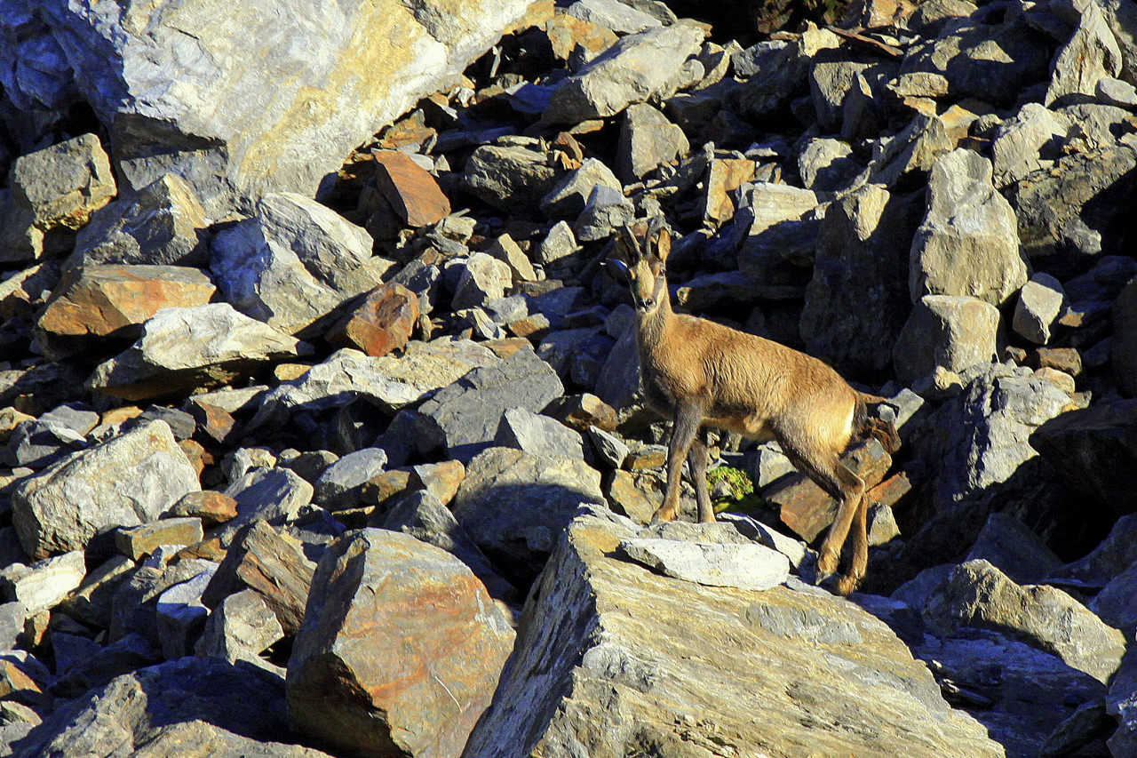Cantabrian Chamois Spanish Big Game